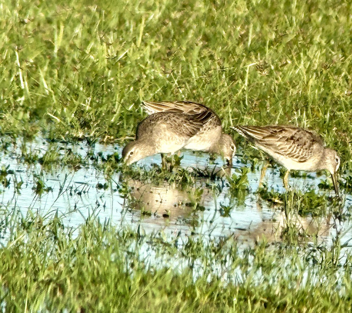 Long-billed Dowitcher - ML646667464