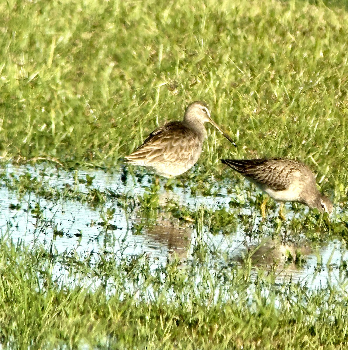 Long-billed Dowitcher - ML646667465