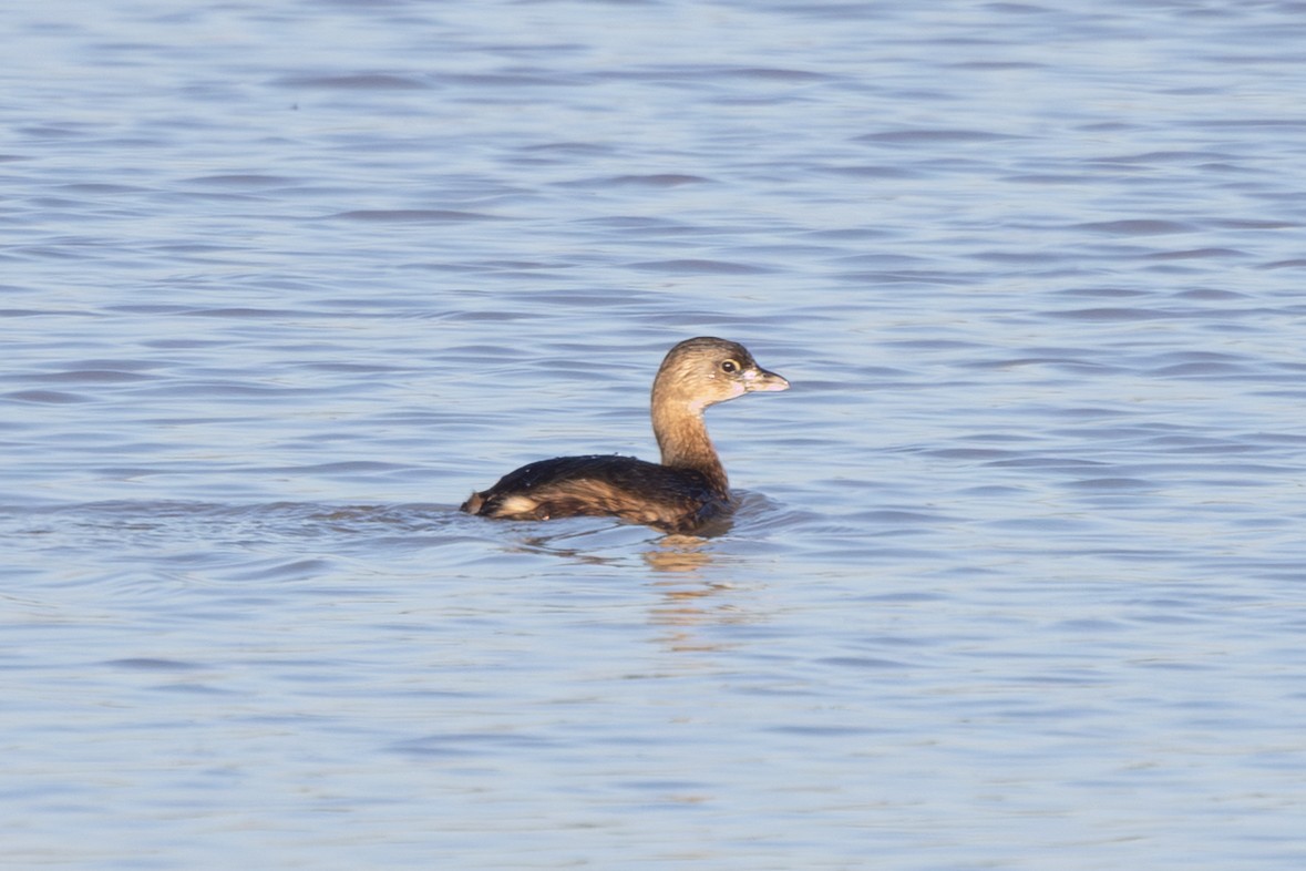 Pied-billed Grebe - ML646667466