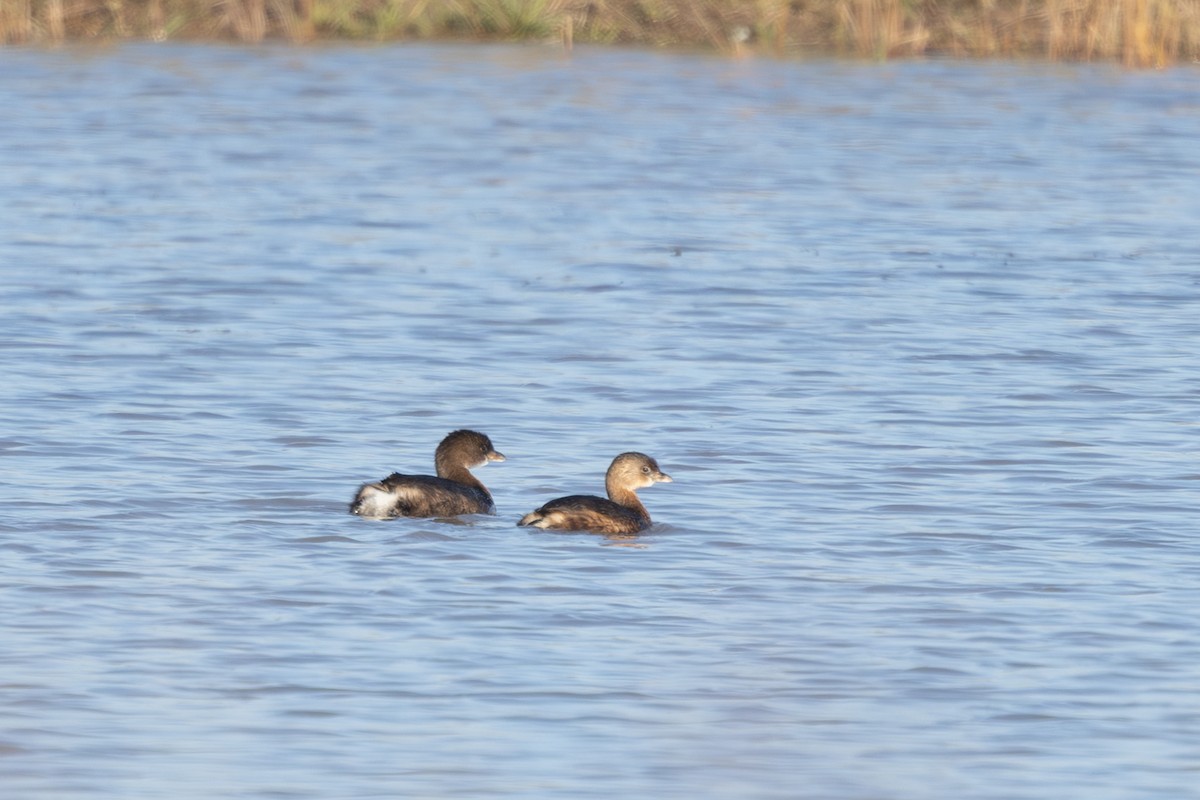 Pied-billed Grebe - ML646667467