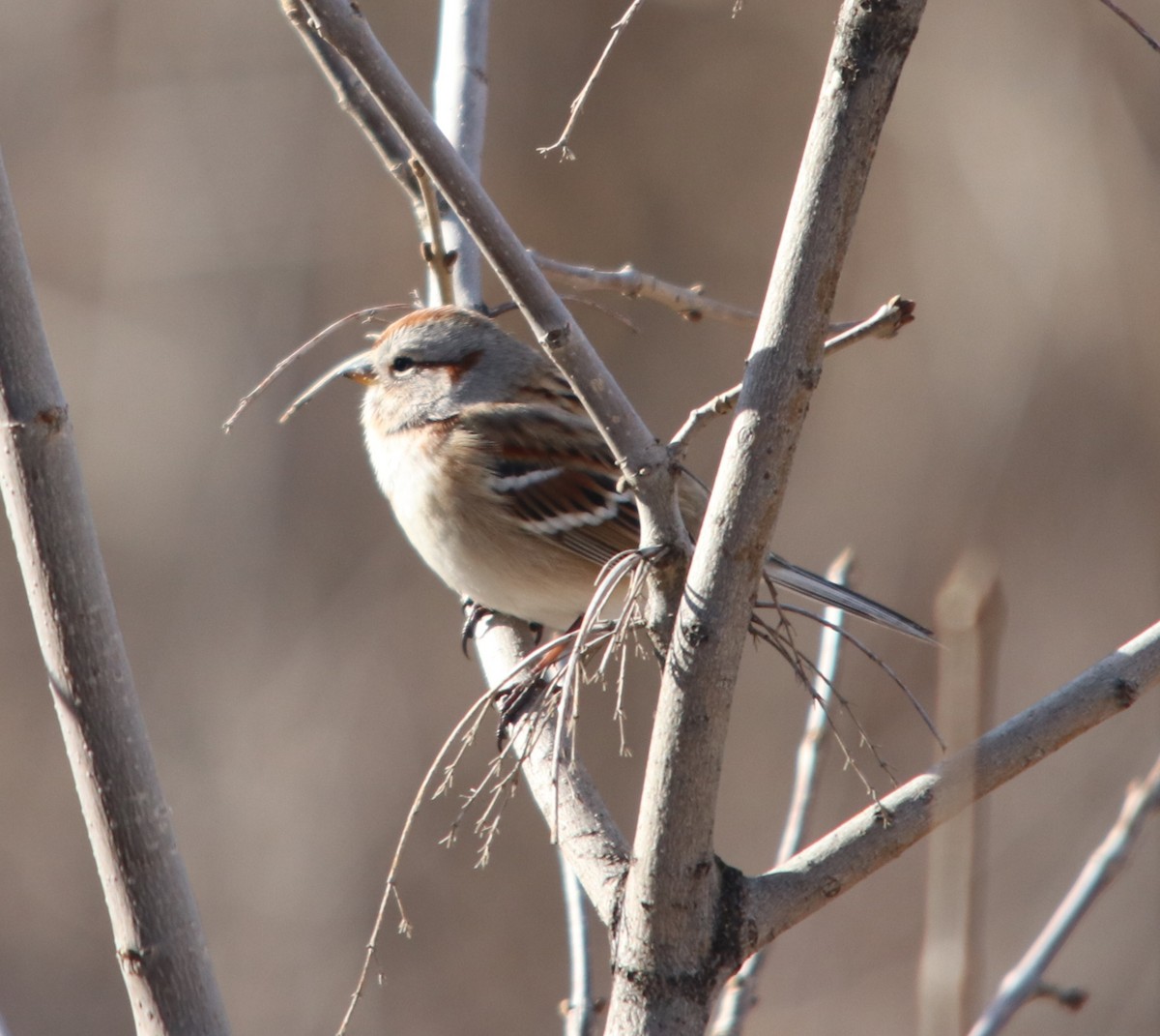 American Tree Sparrow - ML646667468