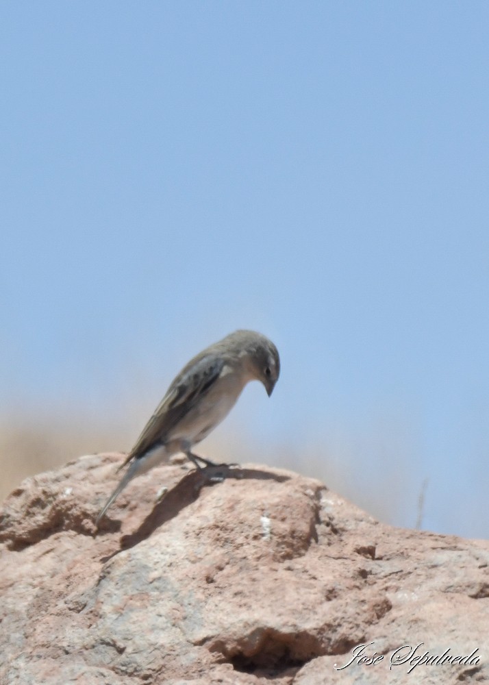 Ash-breasted Sierra Finch - ML646667469