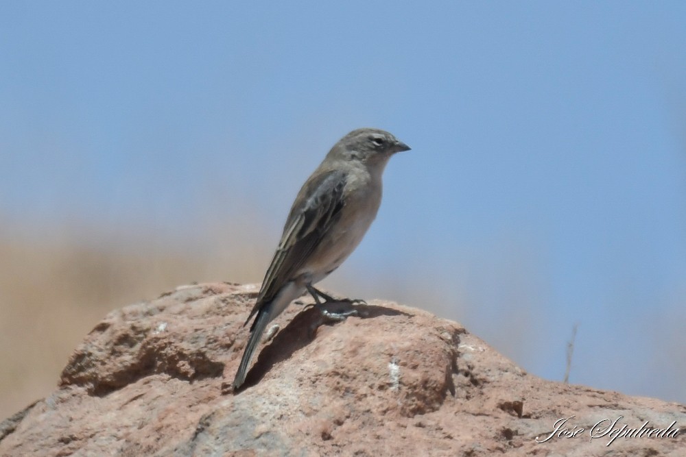 Ash-breasted Sierra Finch - ML646667470