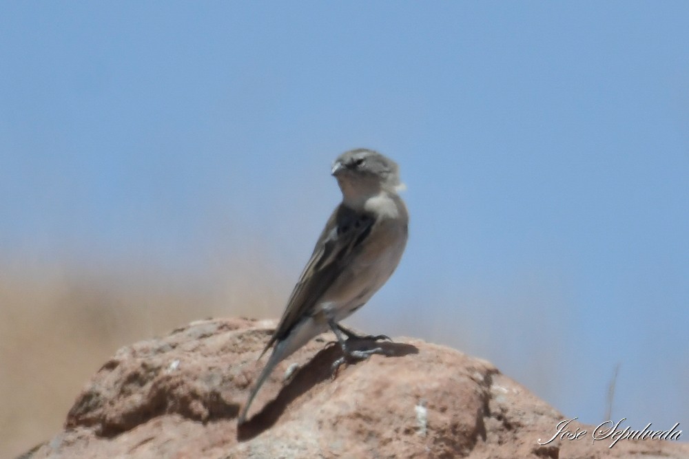 Ash-breasted Sierra Finch - ML646667471