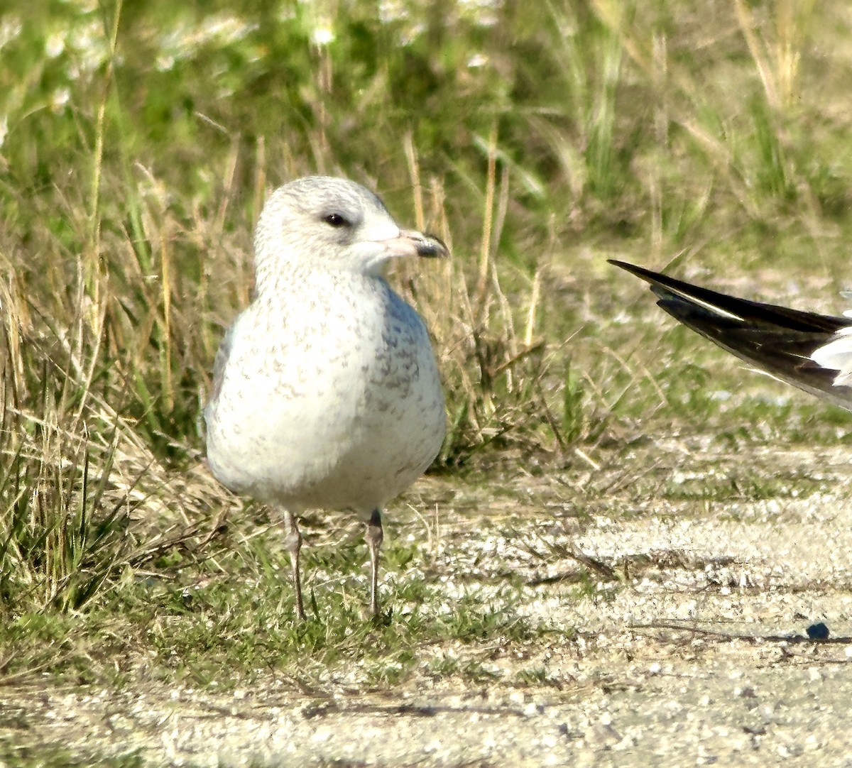 Ring-billed Gull - ML646667472