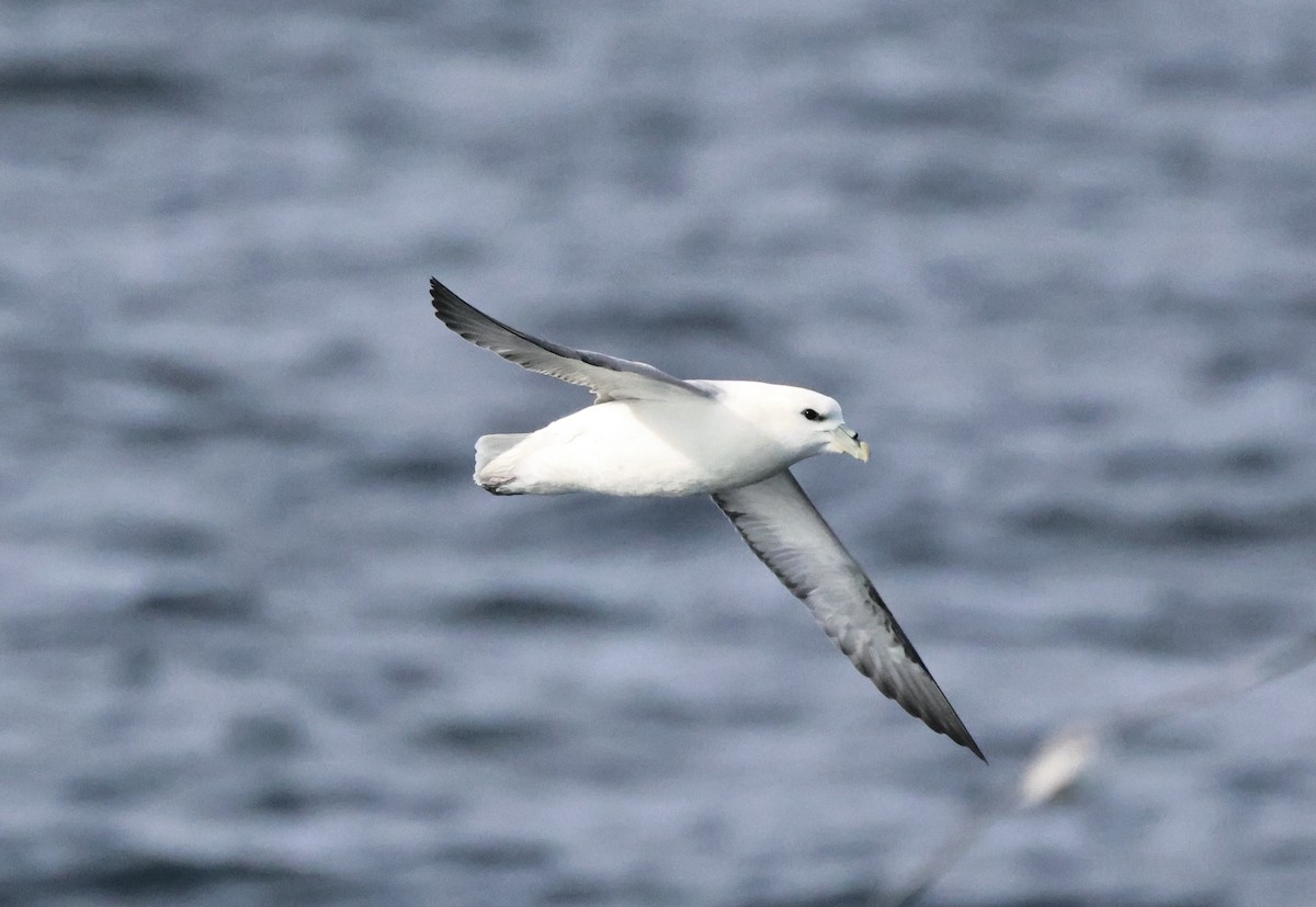 Northern Fulmar - ML646667474
