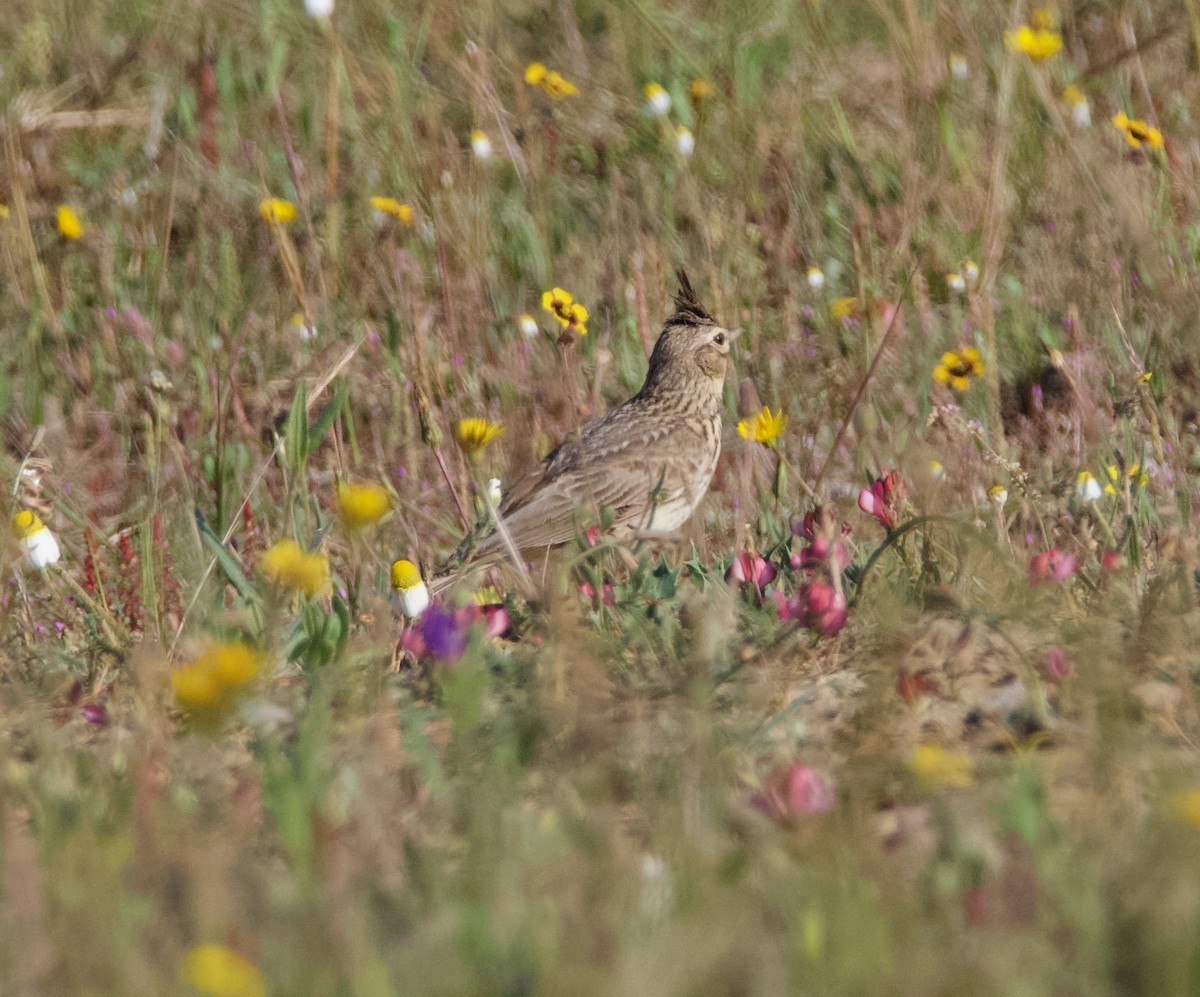Thekla's Lark - ML646667475