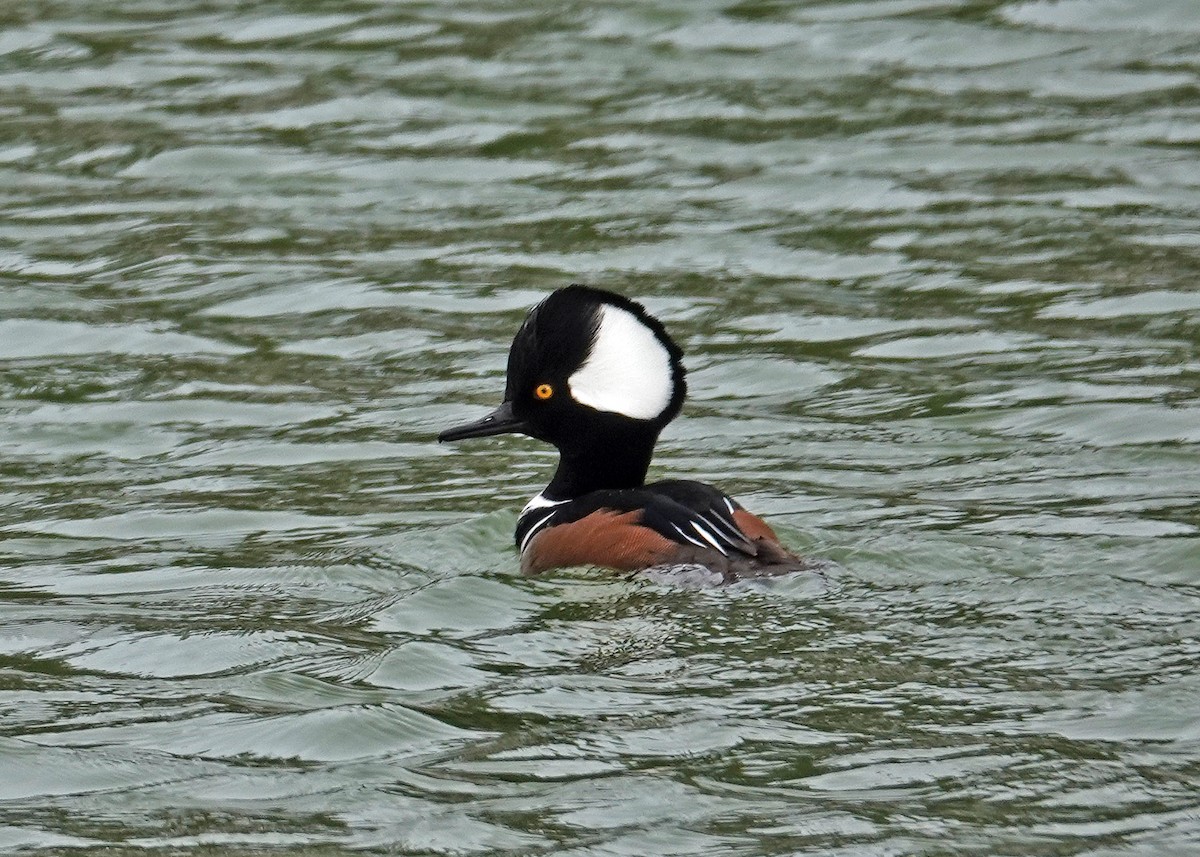Hooded Merganser - ML646667476