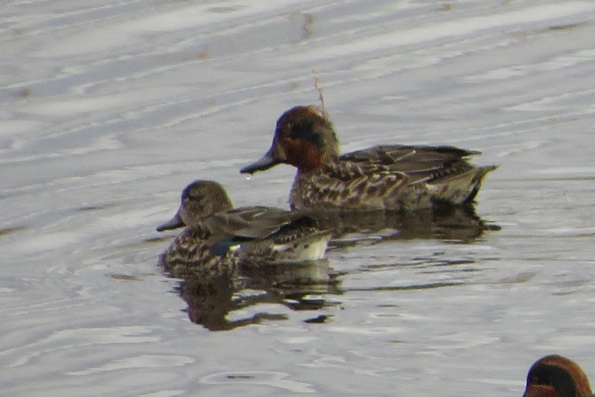 Green-winged Teal - ML646667477