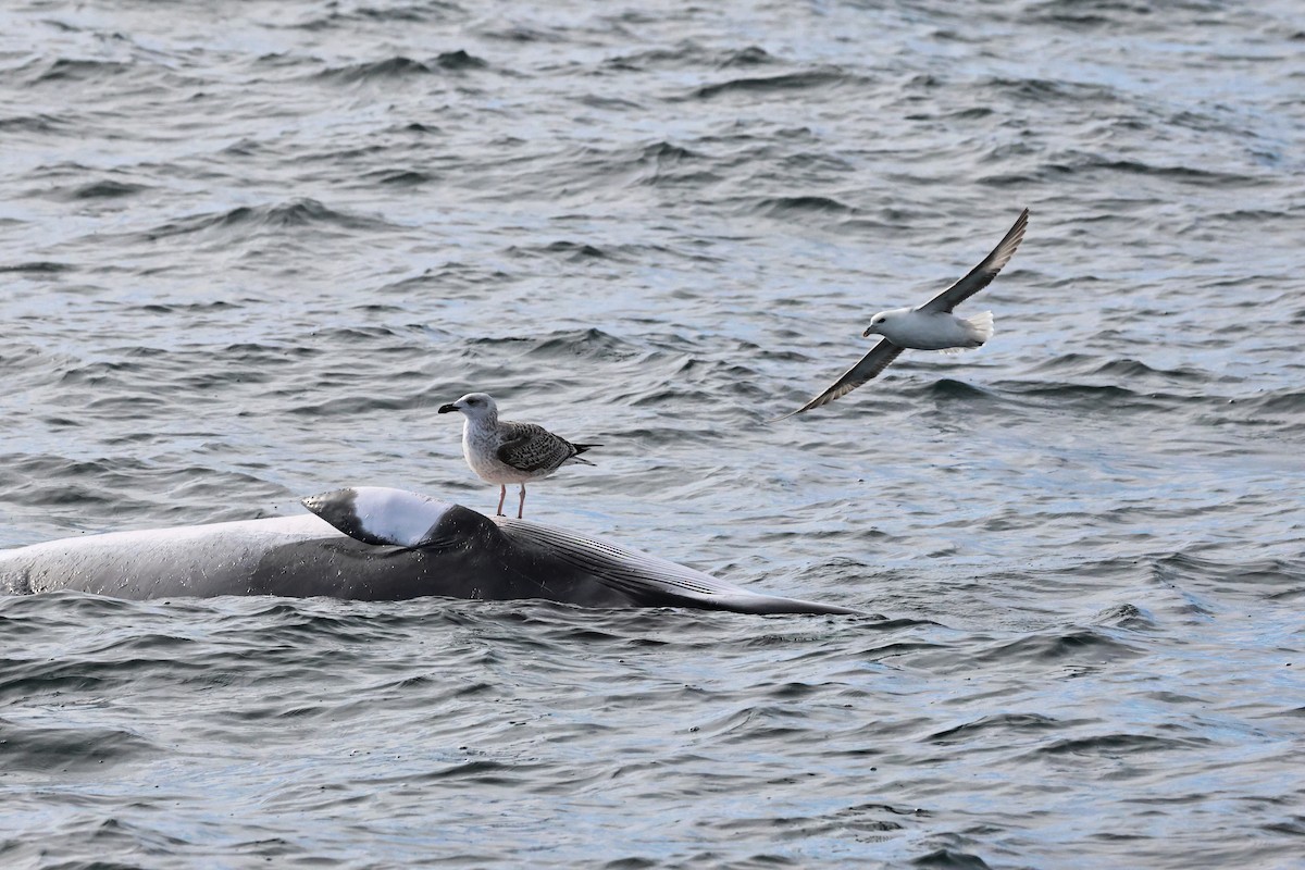 Great Black-backed Gull - ML646667478