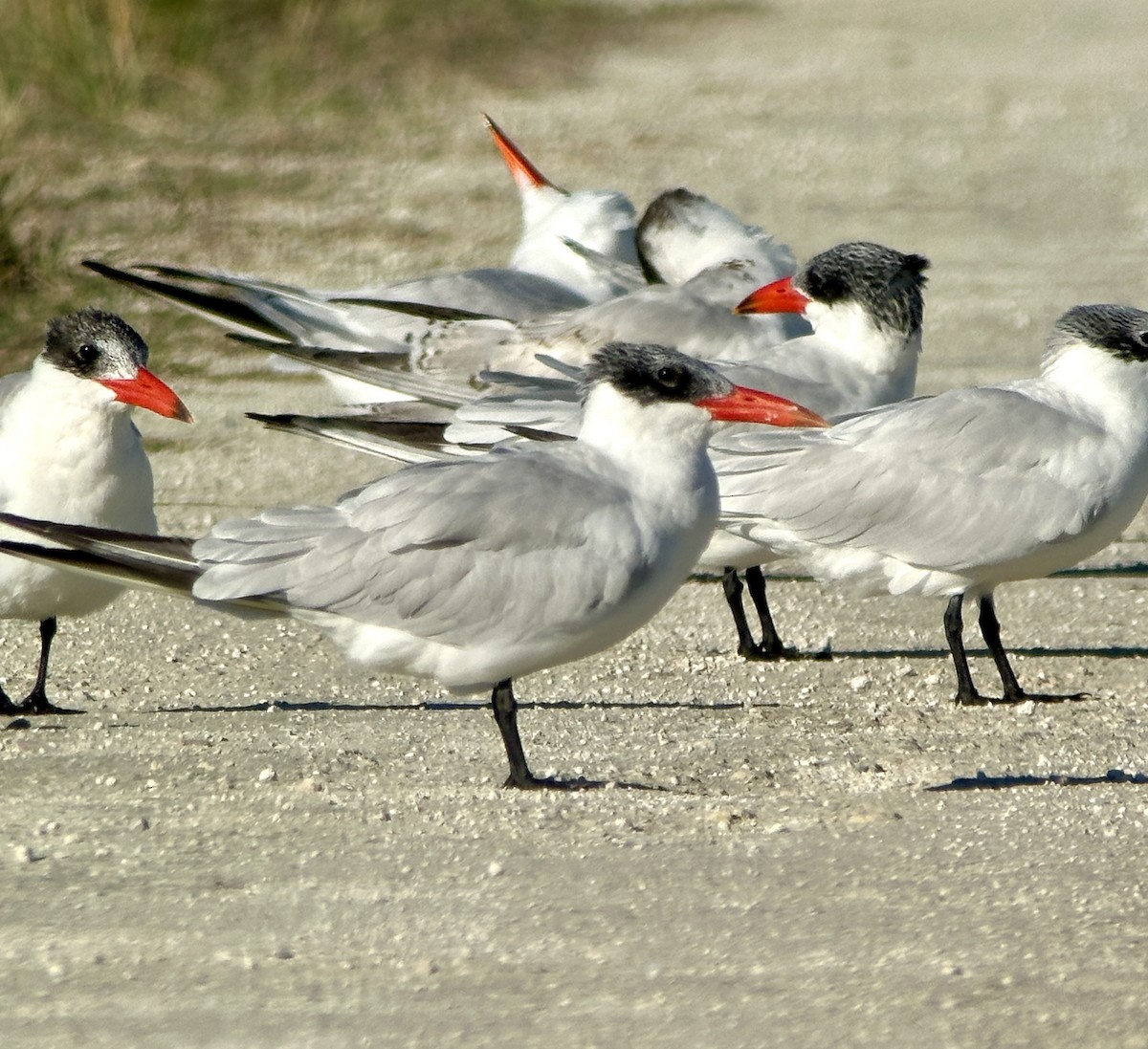 Caspian Tern - ML646667479