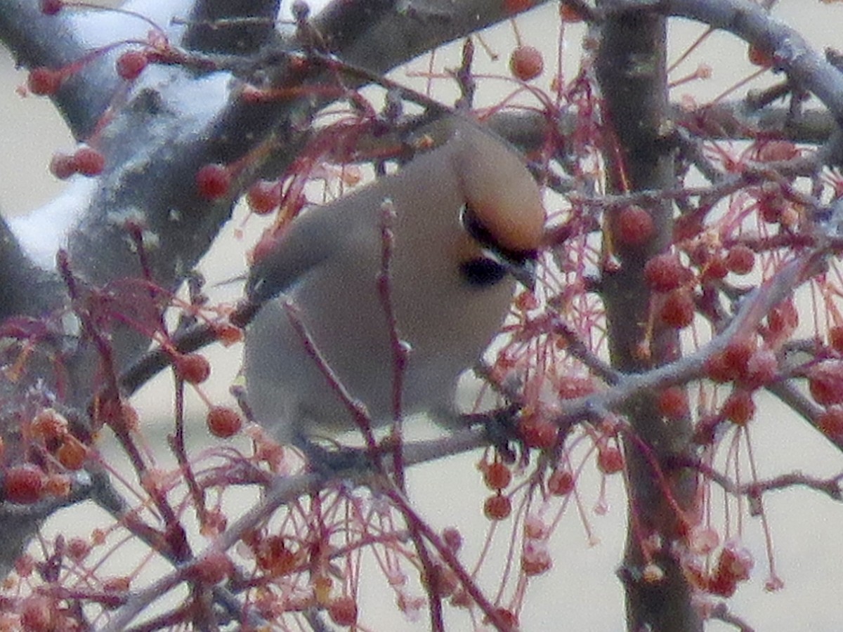 Bohemian Waxwing - ML646667481