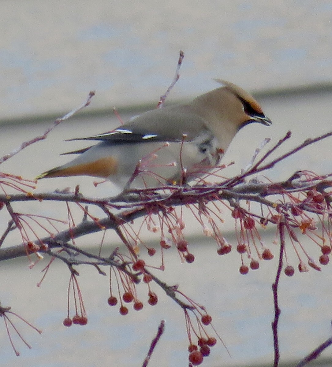 Bohemian Waxwing - ML646667482