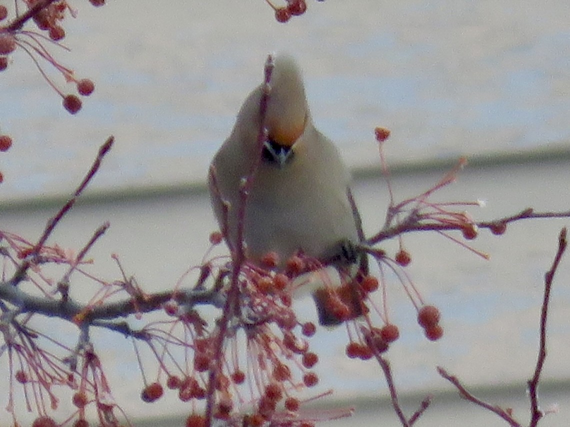 Bohemian Waxwing - ML646667483