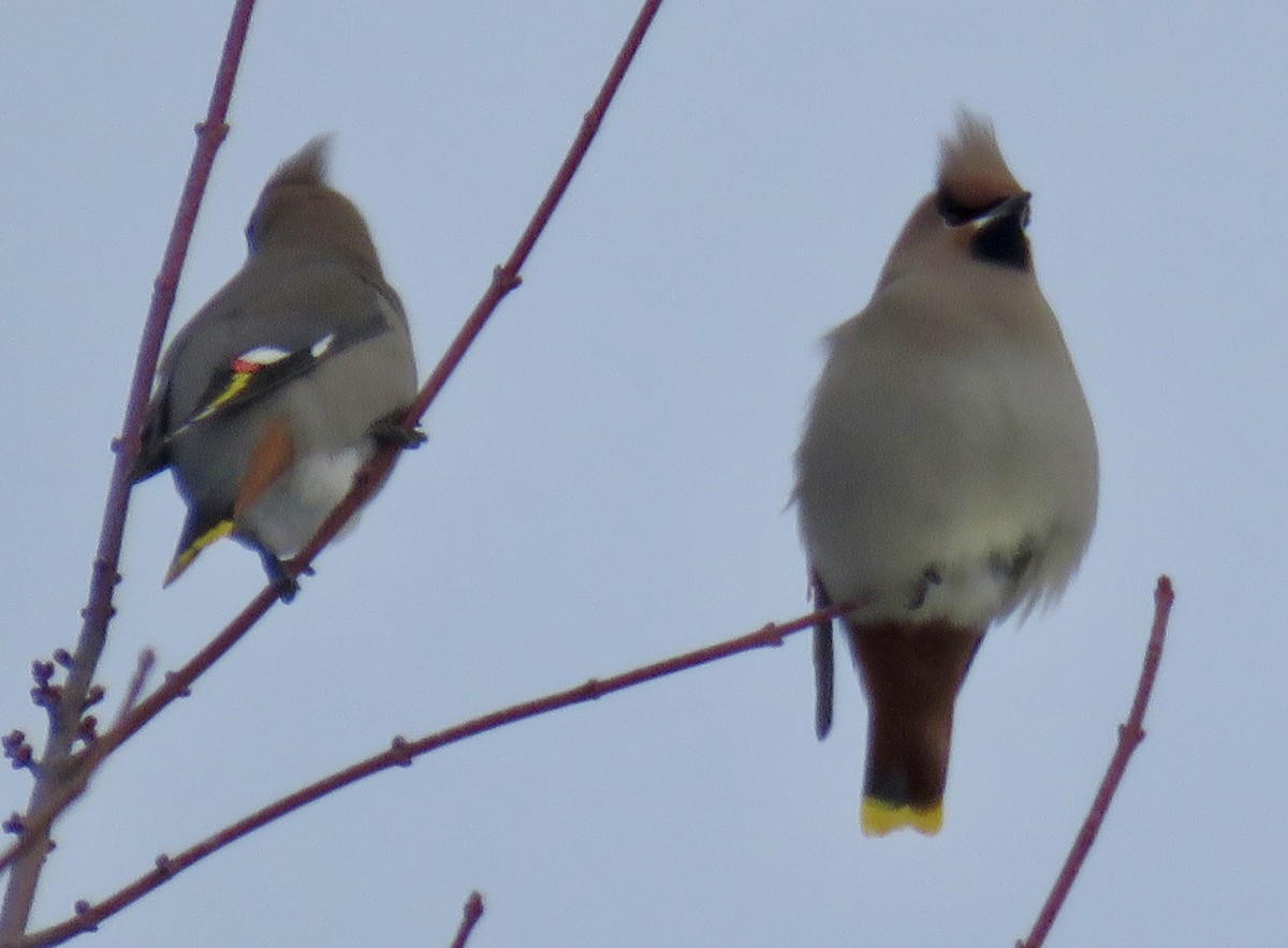 Bohemian Waxwing - ML646667484