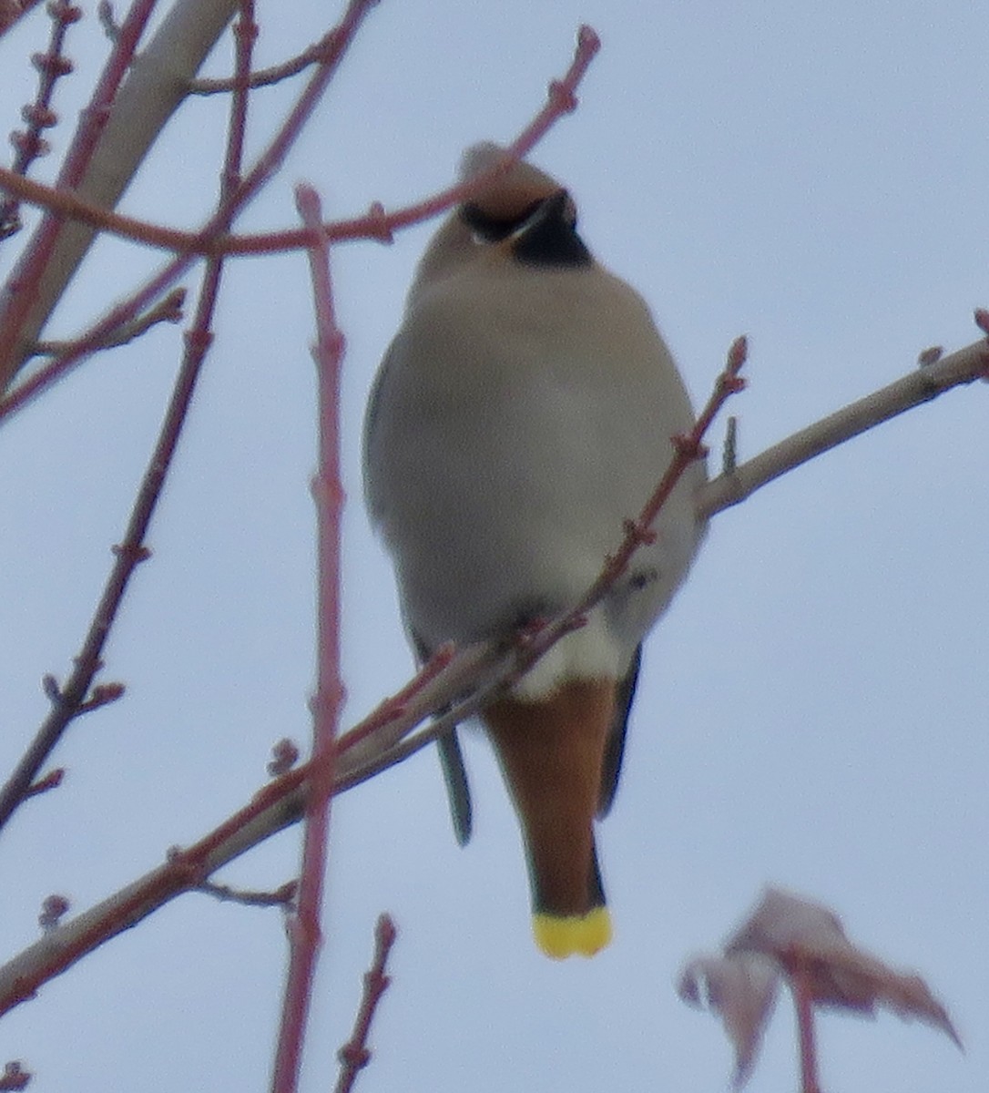 Bohemian Waxwing - ML646667485