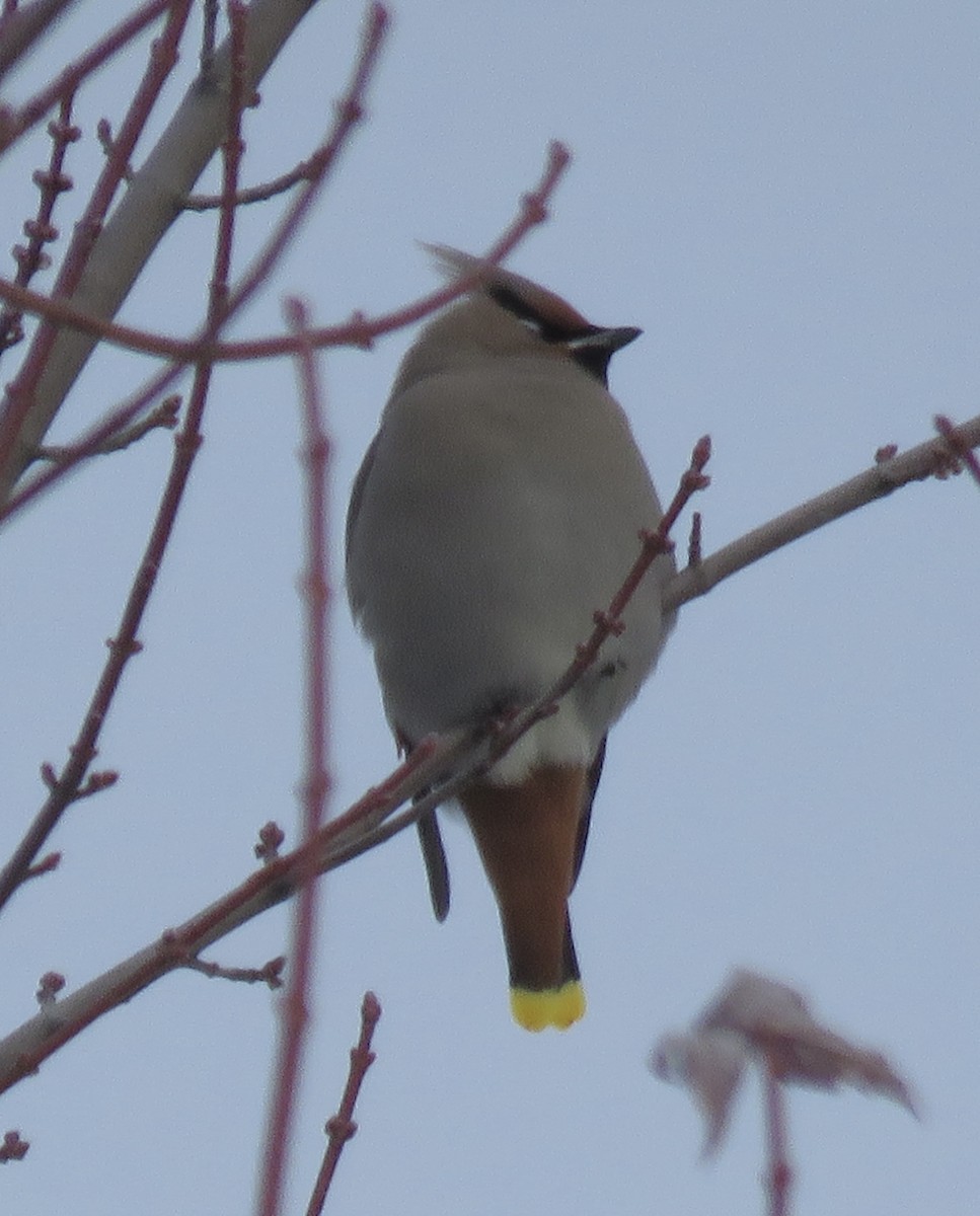 Bohemian Waxwing - ML646667486