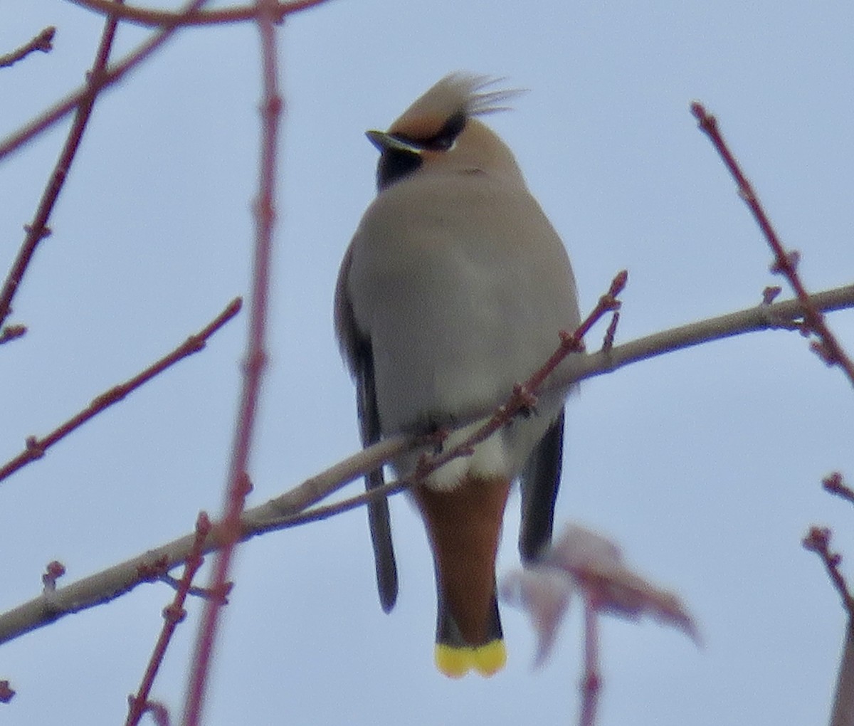Bohemian Waxwing - ML646667487