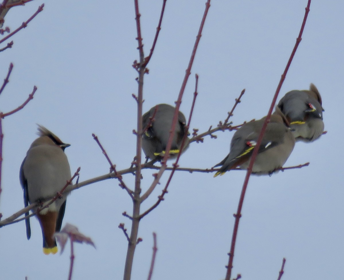 Bohemian Waxwing - ML646667488