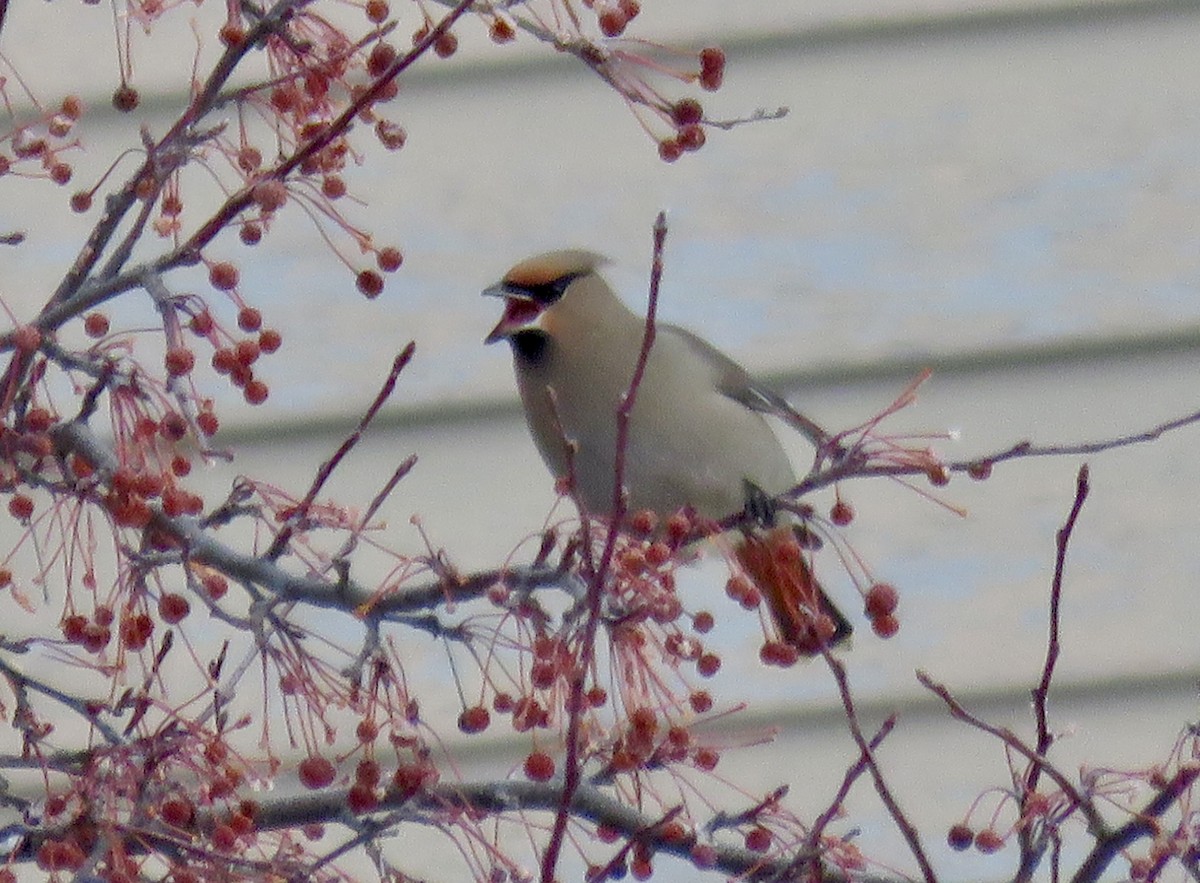 Bohemian Waxwing - ML646667489