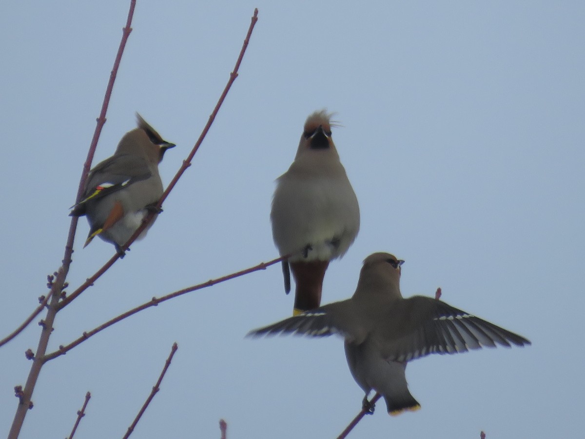 Bohemian Waxwing - ML646667490