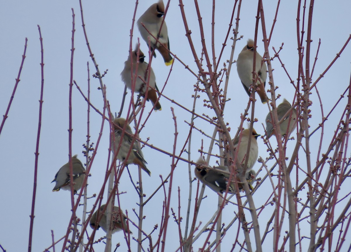 Bohemian Waxwing - ML646667491