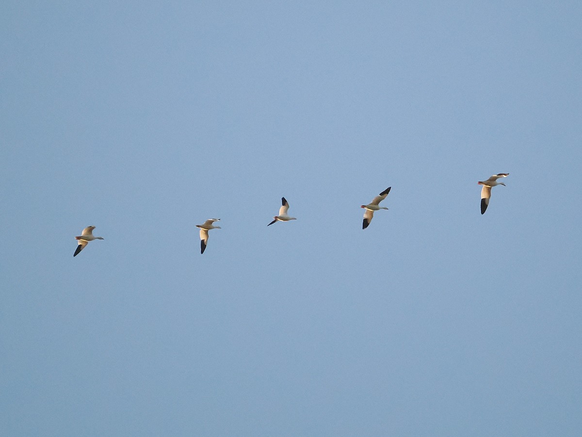 Белый гусь - ML646667492