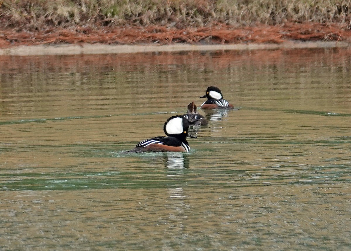 Hooded Merganser - ML646667494