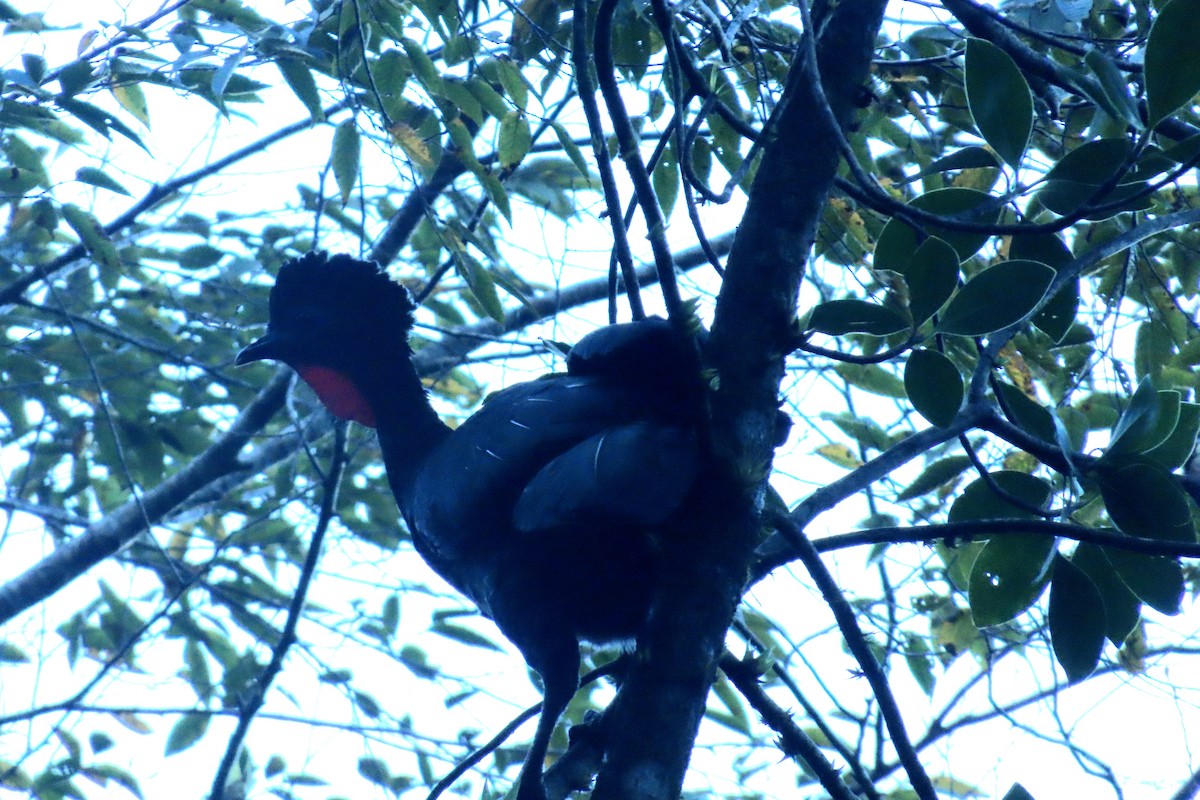 Crested Guan - ML646667495