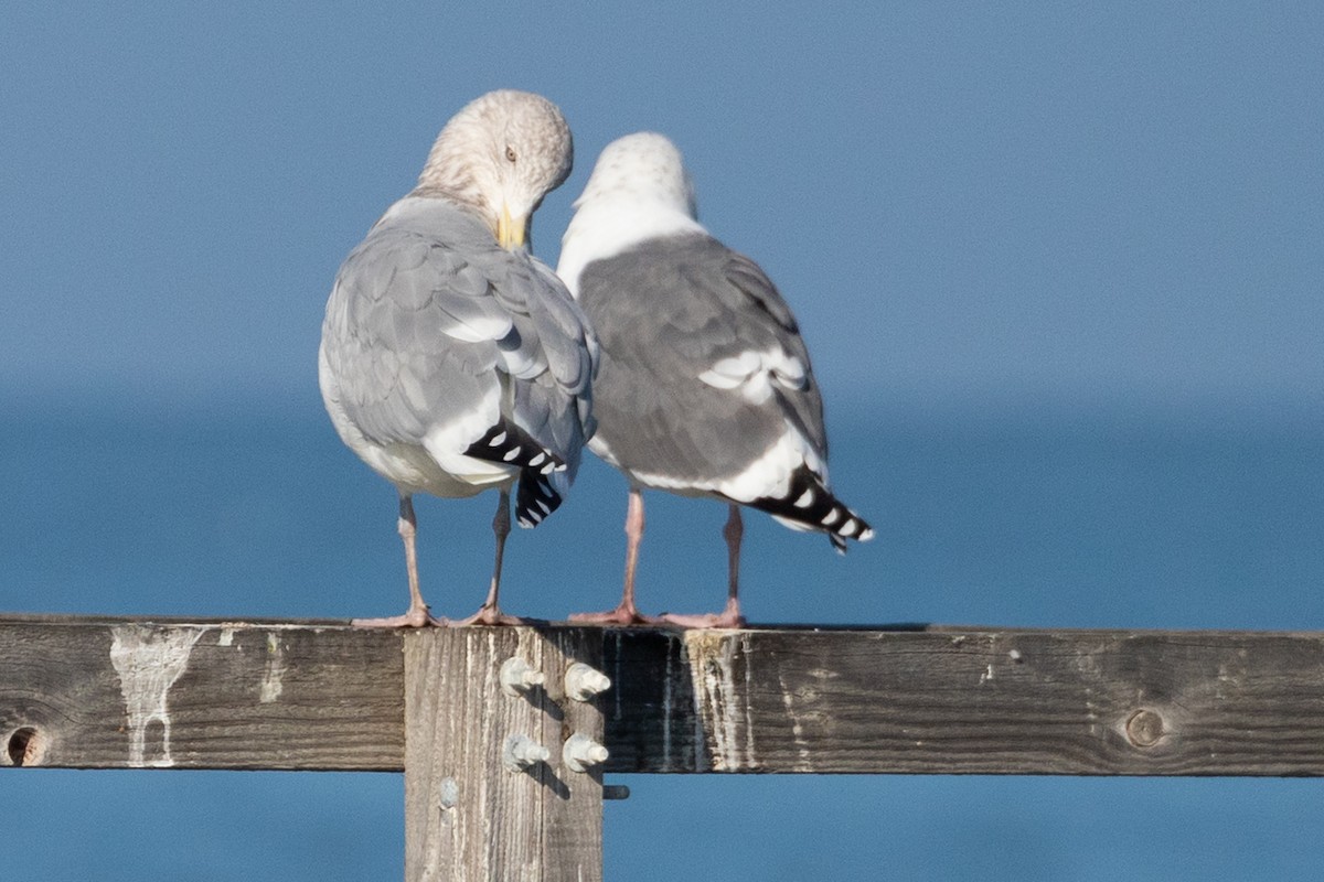 American Herring x Glaucous-winged Gull (hybrid) - ML646667496