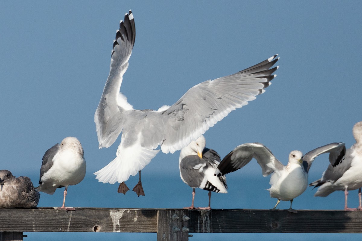 American Herring x Glaucous-winged Gull (hybrid) - ML646667497