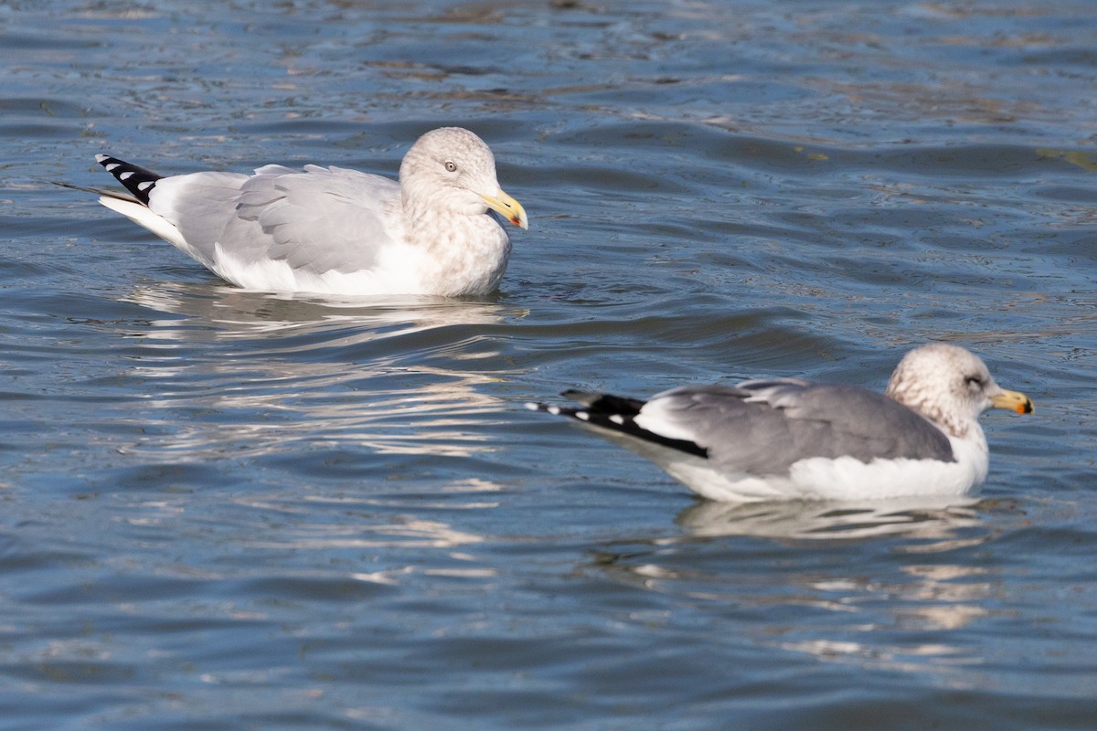 American Herring x Glaucous-winged Gull (hybrid) - ML646667498