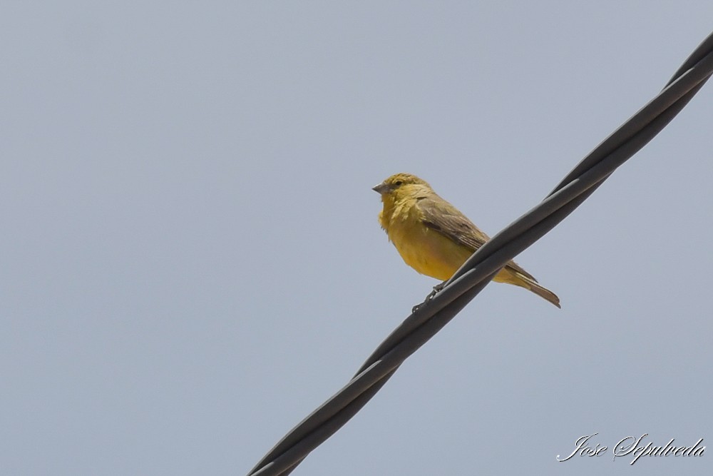 Chirigüe Oliváceo - ML646667499