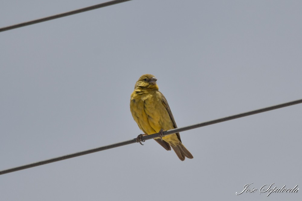 Chirigüe Oliváceo - ML646667500