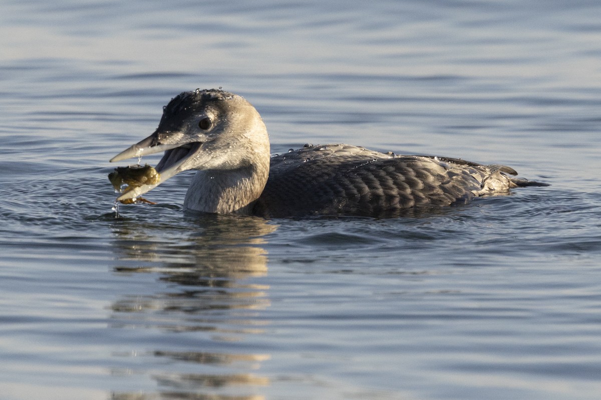 Yellow-billed Loon - ML646667501