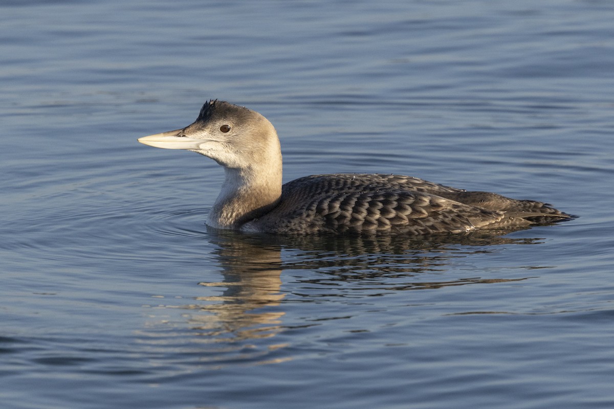 Yellow-billed Loon - ML646667502