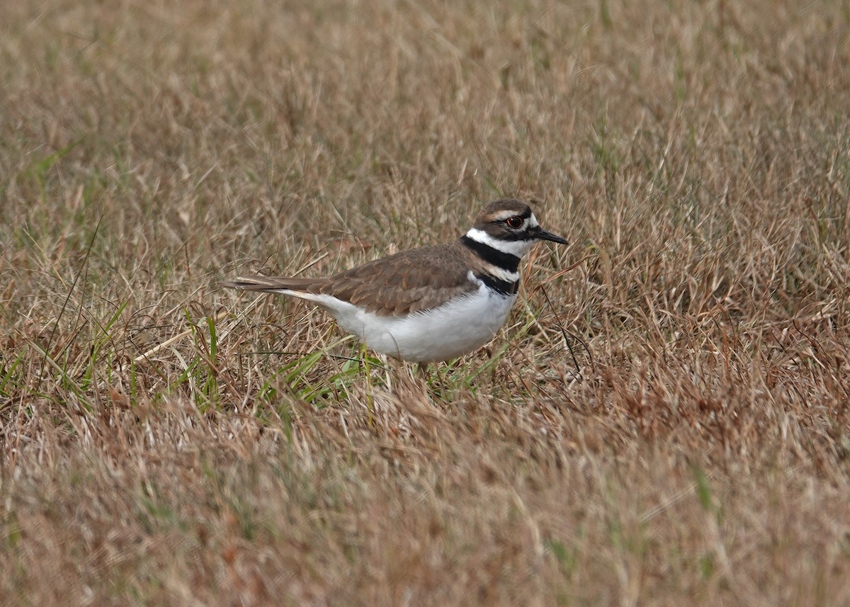 Killdeer - ML646667503