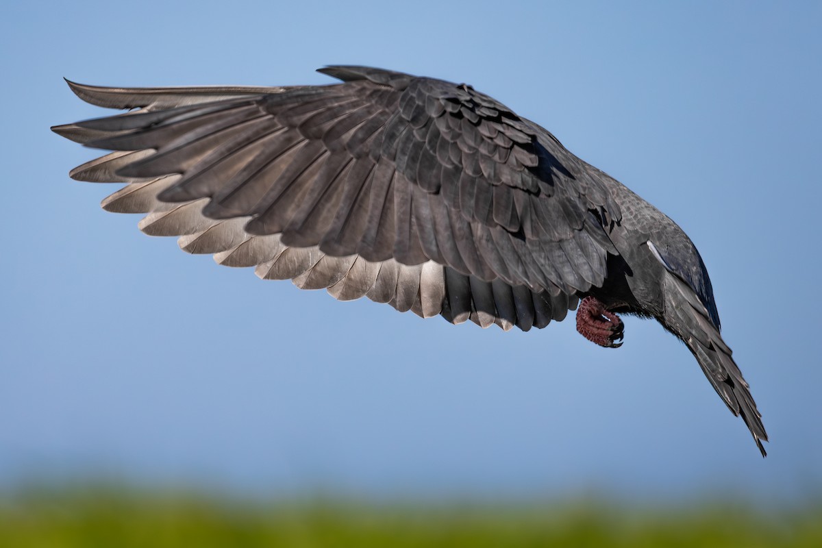 Rock Pigeon (Feral Pigeon) - ML646667507