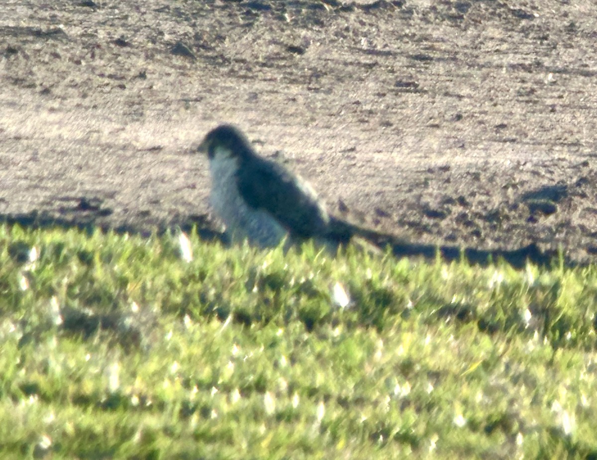 Peregrine Falcon - ML646667508