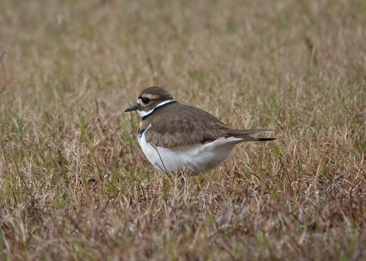 Killdeer - ML646667509