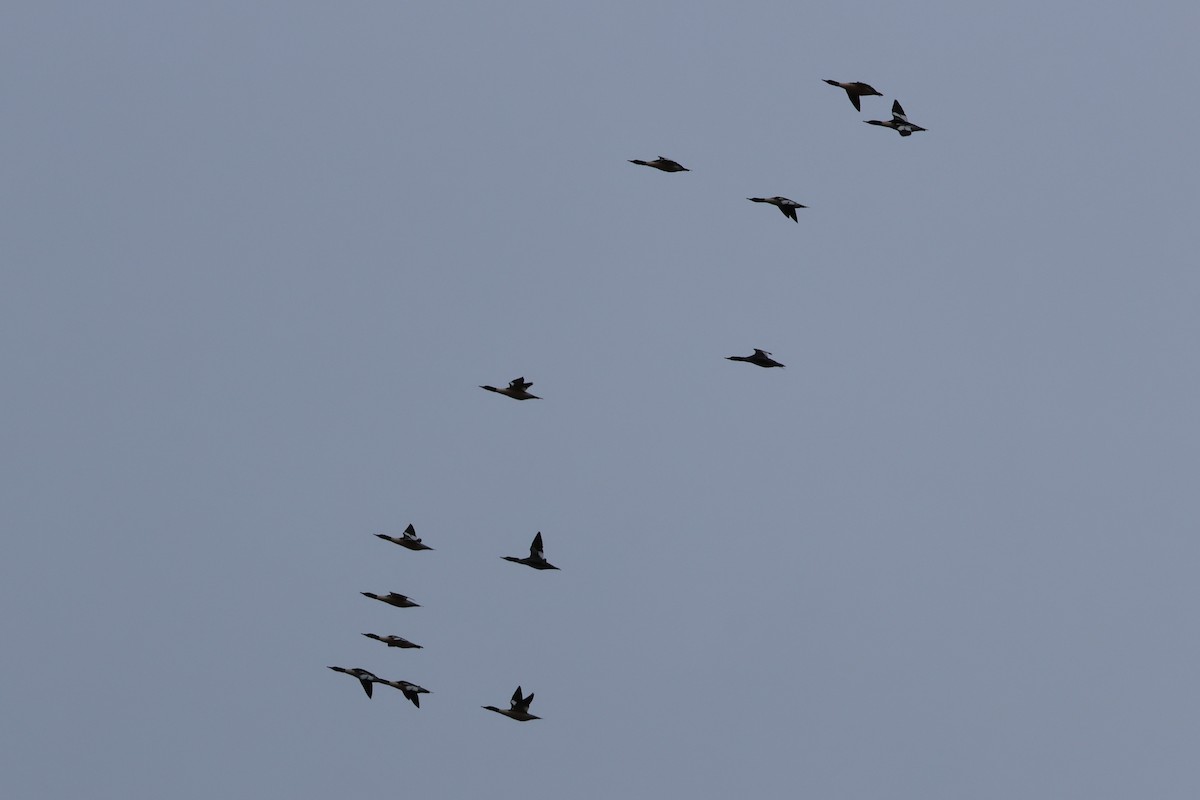 Gänsesäger - ML646667511