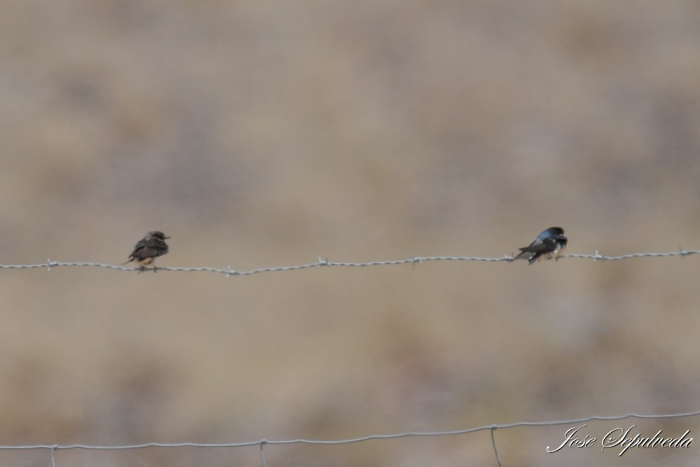 Golondrina Barranquera - ML646667514