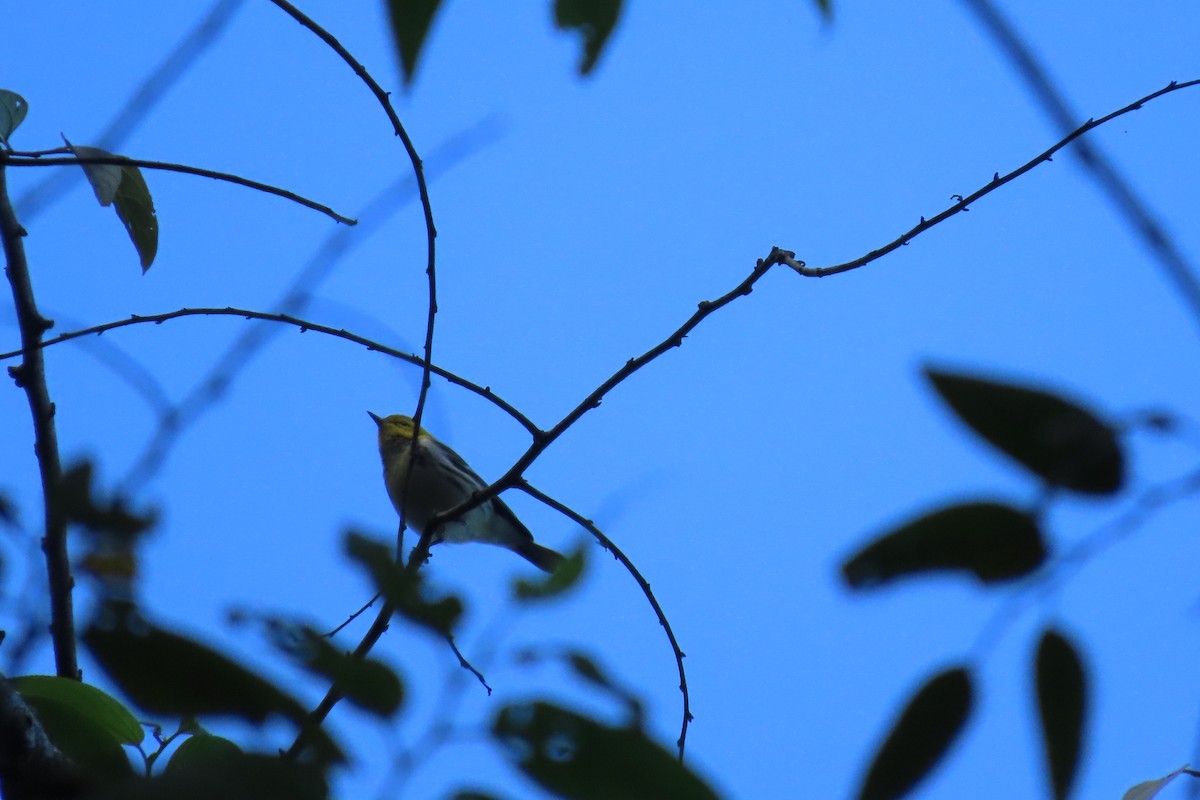 Black-throated Green Warbler - ML646667515