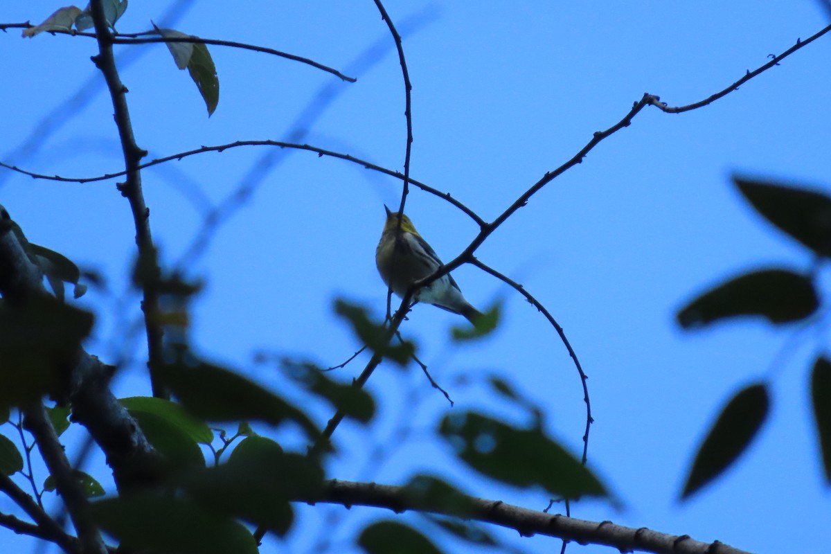 Black-throated Green Warbler - ML646667516