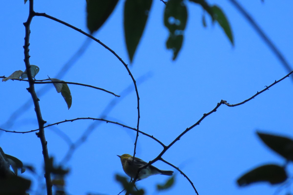 Black-throated Green Warbler - ML646667517