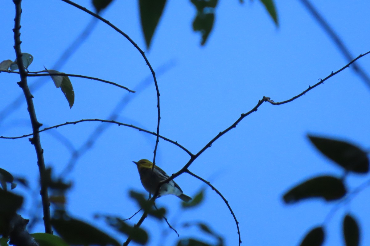 Black-throated Green Warbler - ML646667518