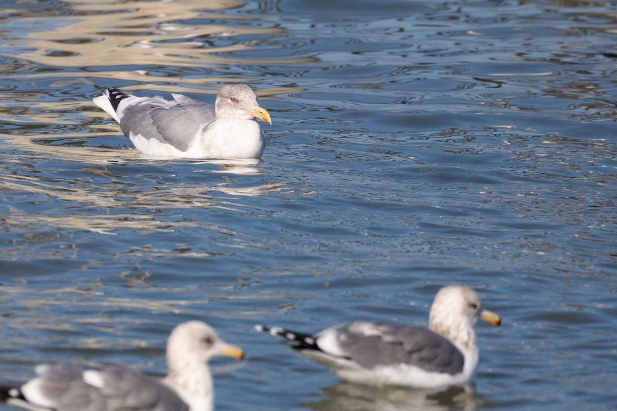 Larus sp. - ML646667519