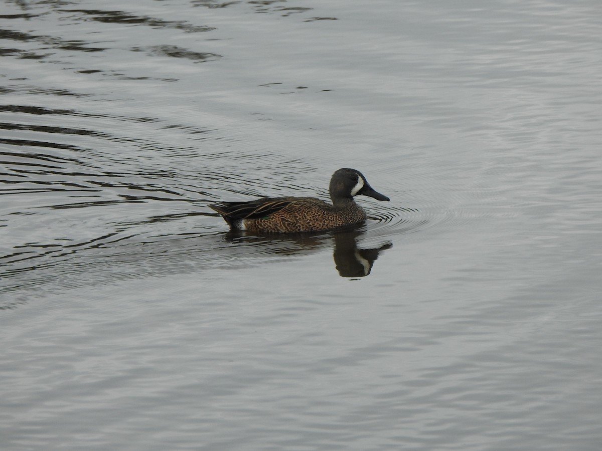 Mavi Kanatlı Ördek - ML646667520