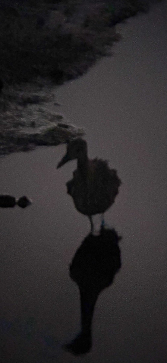 Yellow-crowned Night Heron - ML646667521