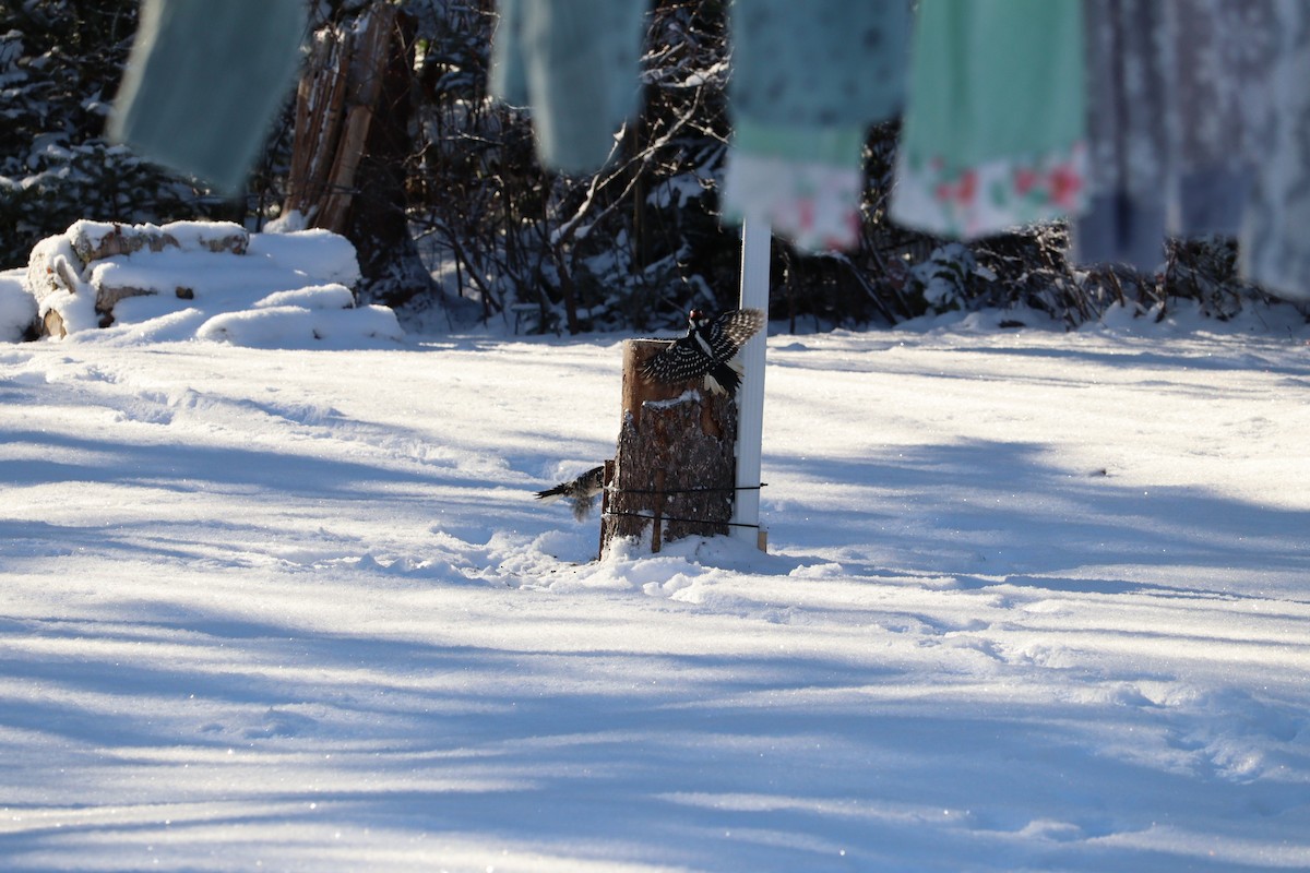 hårspett - ML646667522